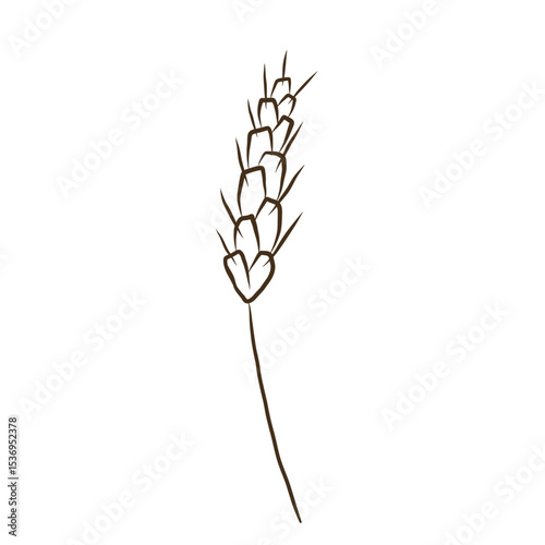 Ear of wheat or spelt ink sketch. Dried whole grains, cereal harvest, agriculture, organic farming, healthy food symbol. Ears of wheat are drawn by hand. Vector illustration on isolated background