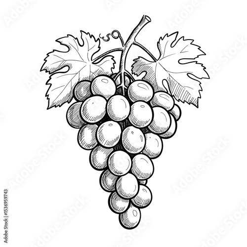 Hand-drawn illustration of a grape cluster with leaves  