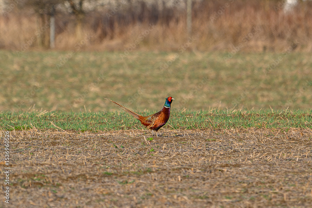 Fototapeta premium Male Pheasant Standing Proudly in Open Meadow with Woodland Backdrop