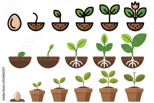 Green houseplant in white pots, a set of growing potted plants with young leaves, isolated object for gardening