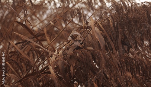 Dry erupted reeds weigh in the wind and dusk, in the blurred background water. The dryness of the flowers are still full of seeds
