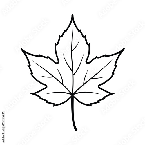 Highly detailed vector illustration of a sycamore leaf perfect for botanical designs nature themed projects and autumnal artwork