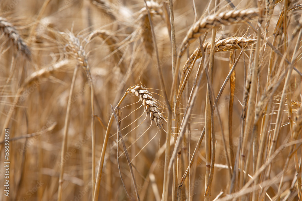 Fototapeta premium Wheat field and harvest time
