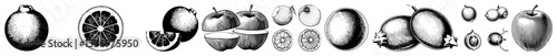 Vector Assorted fruit illustrations showcase detailed cross-sections and whole forms.