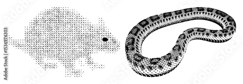 Vector Chameleon and coiled snake vector .