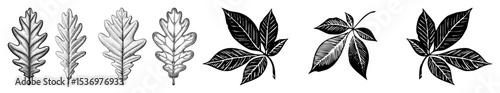 Vector Botanical illustrations depict diverse foliage arrangements in a vintage engraving style.