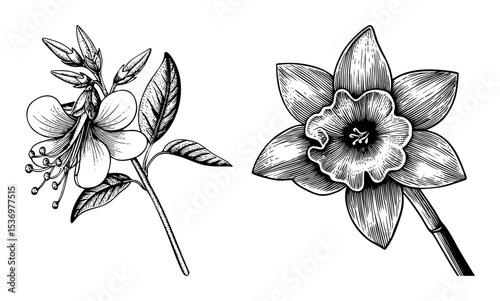Vector Detailed botanical illustrations depict a fuchsia and a camellia flower.