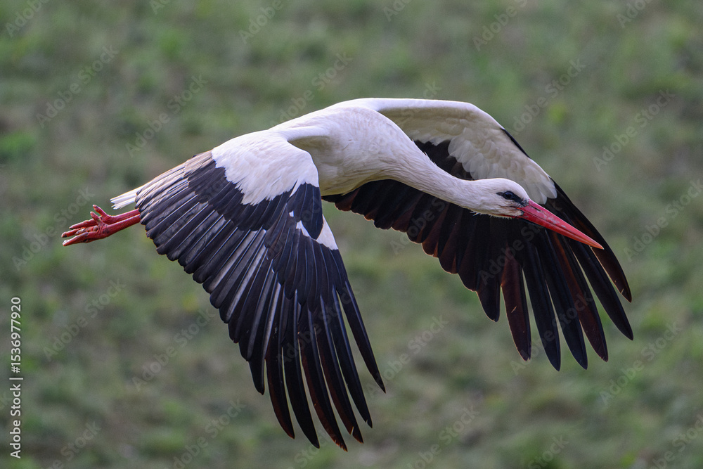 Naklejka premium White Stork flying