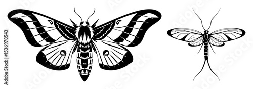 Vector Detailed vector of two moths with patterned wings.