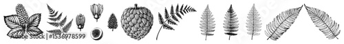 Vector Detailed botanical illustrations showcase a variety of coniferous and fern elements.