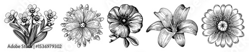 Vector Detailed botanical illustrations showcase five distinct flower varieties in a vintage style.