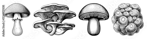 Vector Detailed illustrations of four distinct mushroom varieties showcase botanical accuracy.