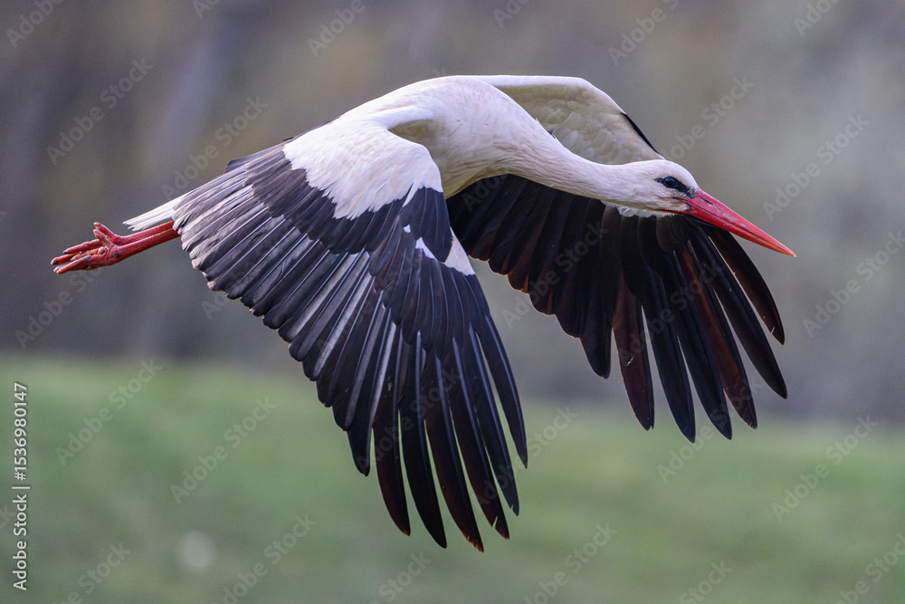 Naklejka premium White Stork flying