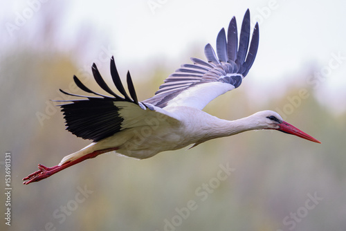 Photos White Stork flying