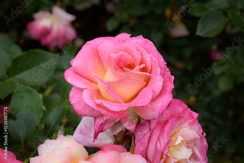 Close-up of a light pink rose in bloom, set against green foliage with scattered roses in the background