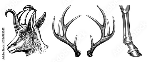 Vector Detailed illustrations of a chamois head antlers and hoof.