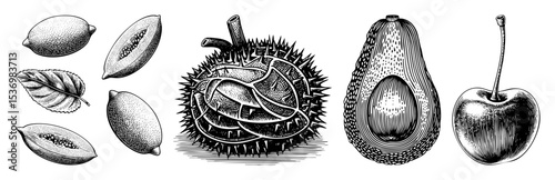 Vector Botanical showcases a variety of halved fruits and a chestnut burr.
