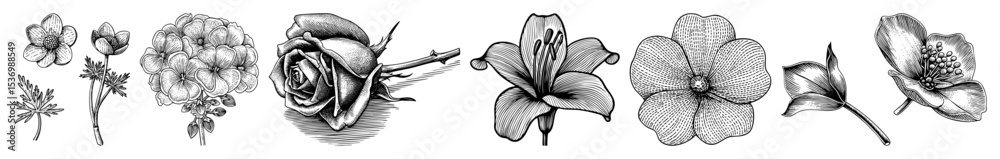 Obraz premium Vector Detailed botanical illustrations showcase a variety of blossoming flowers in a vintage style.