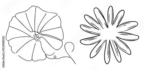 Vector Floral illustrations of morning glory and daisy blossoms in linear style.