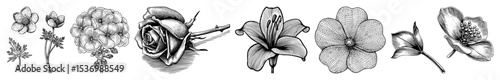 Vector Detailed botanical illustrations showcase a variety of blossoming flowers in a vintage style.