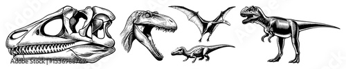 Vector Vintage dinosaur illustrations showcase a skull pterodactyls and a Tyrannosaurus .