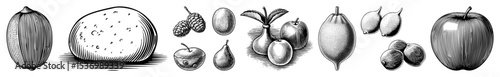 Vector Vintage botanical featuring various fruits and a pinecone.