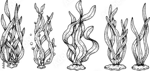 Set of Seaweeds. Hand drawn Vector illustration of Algae and laminaria on white isolated background in outline style. Underwater drawing painted by black inks. Engraving for food or cosmetic label.