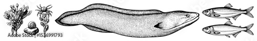 Vector Vintage features a flattened fish botanical sprigs and two smaller fish.