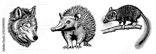 Vector Detailed illustrations of a wolf armadillo and quoll are presented in a vintage engraving style.