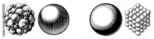 Vector Botanical arrangements of clustered fruits and spherical forms showcase vintage engraving style.