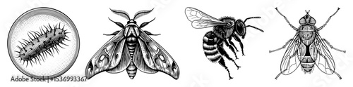 Vector Detailed illustrations of a caterpillar moth bee and fly showcase insect anatomy.