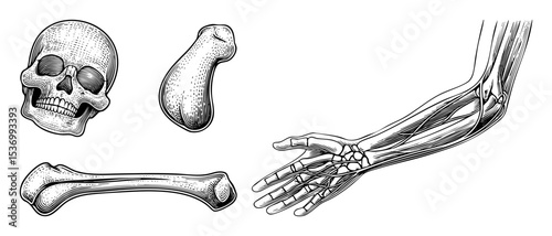 Vector Detailed anatomical illustrations depict a human skull bones and skeletal arm with hand.