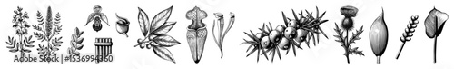 Vector Botanical showcases diverse plant structures in detailed monochrome.