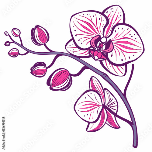 vector illustration of moth orchids