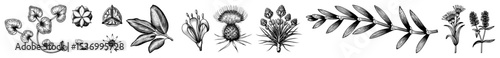 Vector Botanical showcases diverse plant forms in a detailed monochrome style.