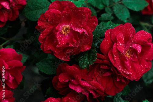 Macro image of dark red rose with water droplets. Extreme close-up with shallow dof.