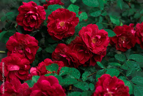 Macro image of dark red rose with water droplets. Extreme close-up with shallow dof.