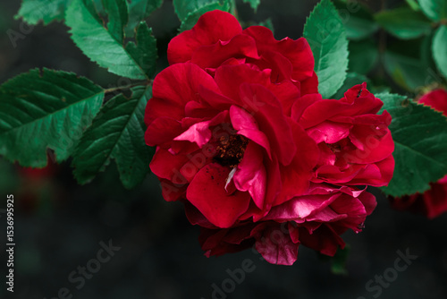 Macro image of dark red rose with water droplets. Extreme close-up with shallow dof.