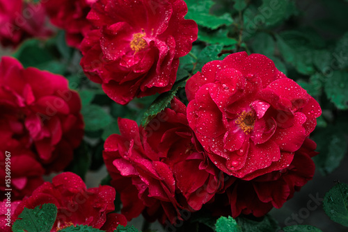 Macro image of dark red rose with water droplets. Extreme close-up with shallow dof.