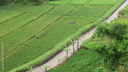 A view of a canal for irrigating agricultural land for rice crops