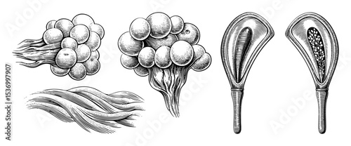 Vector Detailed botanical illustrations depict lung anatomy and respiratory system components.