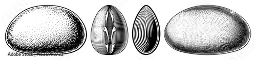 Vector Four detailed illustrations of bird eggs with varying perspectives and textures.