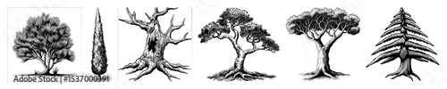 Vector Five detailed botanical tree illustrations showcase diverse arboreal forms.