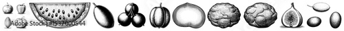 Vector Collection of detailed illustrated bivalve mollusk shells in varying perspectives.
