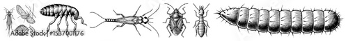 Vector Detailed illustrations of various arthropods including ants flies and a millipede.