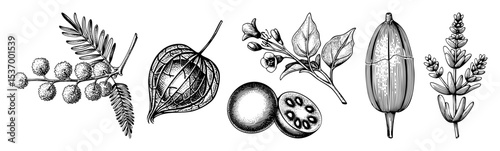 Vector Botanical featuring acacia tamarind eucalyptus and poppy seed pods.