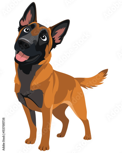 Playful and Loyal Belgian Malinois Dog with Happy Expression and Intelligent Eyes Ideal for Pet Lovers and Canine Enthusiasts in Stock Photography