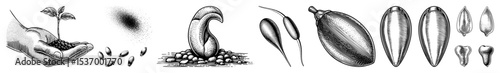 Vector hand holds sprouting seeds with various stages of plant growth illustrated alongside.