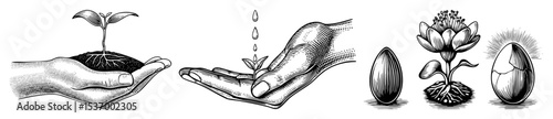 Vector Hands nurture plant growth through stages of development.
