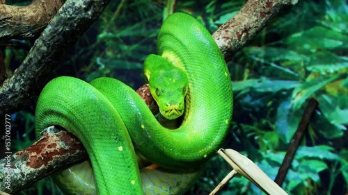 green tree python